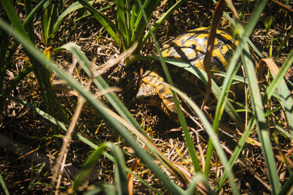 Tortoise living in the islands inland.