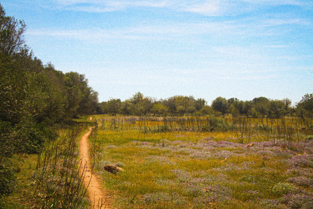 Primavera in Mallorca.